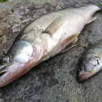 Tuomarniemi *