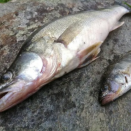 Tuomarniemi *
